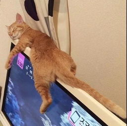 (捕捉萌宠赚钱游戏)探寻萌宠世界:最受欢迎的捕捉萌宠游戏排行榜 (捕捉萌宠赚钱游戏)探寻萌宠世界:最受欢迎的捕捉萌宠游戏排行榜