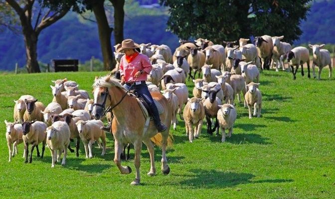 (探索绵羊村自然风光,尽情享受打猎乐趣)探索绵羊村自然风光，尽情享受打猎乐趣