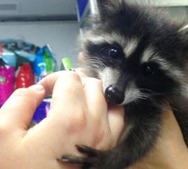 浣熊不高兴为什么停运了？探究背后的原因和引发的影响是什么？