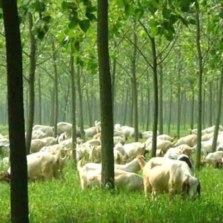 以环保理念打造小森生活的平替之路：探讨垃圾分类与可持续发展的紧密关系