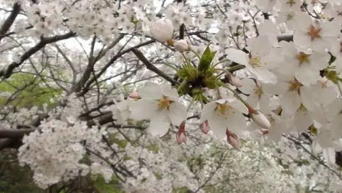 (落樱小屋又叫什么)迷人的落樱小屋：伴随樱花飘飘，翩翩而至的春日乐园
