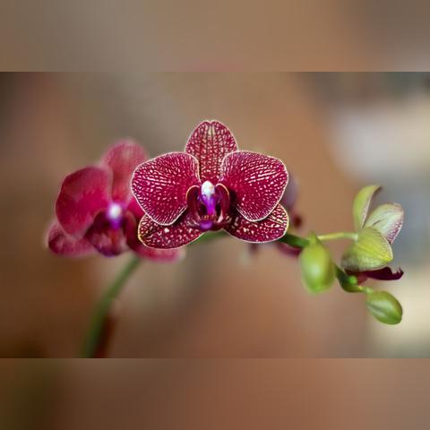 (小鸟怎么飞翔)如何让热爱飞翔的小鸟多赚取金币？