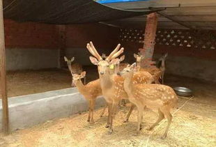 (超级非常普通的鹿)超级超级普通的鹿未来版:一只关于平凡生活的故事