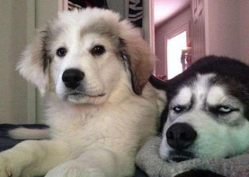 探索电脑宠物软件的魅力:让你的虚拟伙伴陪伴你度过每一个无聊时光!