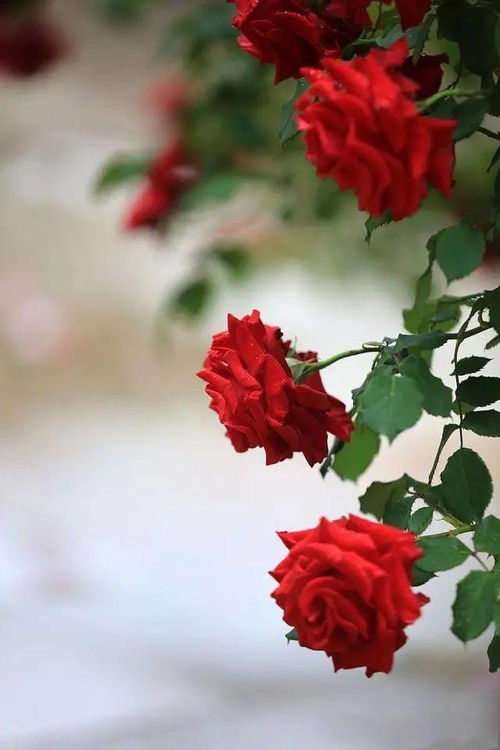 (幻夜女主与白夜行女主的联系)幻夜和白夜行女主是同一个人吗?揭秘小说中的人物转变与秘密