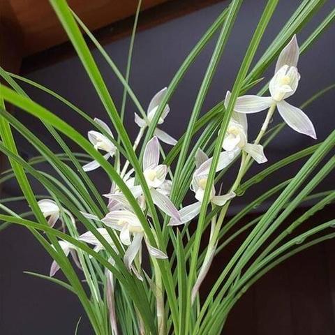 探索古代中国历史:详细解读亦春秋的游戏配置要求与高效运行体验