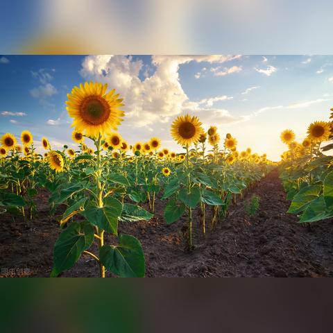 (无尽灵魂 ios)无尽灵魂ios版叫什么名字?探寻这个奇幻世界的神秘之谜