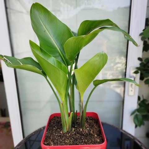 植物大联盟官方网站:专为植物爱好者打造的在线天堂和交流平台 植物大联盟官方网站:专为植物爱好者打造的在线天堂和交流平台