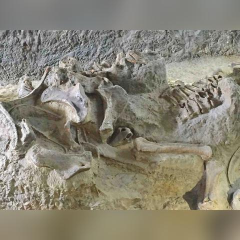 (中国第一个恐龙化石在哪个国家)中国人发现的第一个恐龙化石:揭开恐龙世界之谜