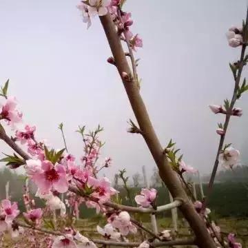 王者英雄之枪战传奇攻略:全面解析角色技能与战术搭配,助你轻松登顶巅峰!