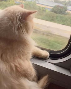 (带猫包坐火车去旅行:猫咪可以乘坐火车吗)带猫包坐火车去旅行：猫咪可以乘坐火车吗？