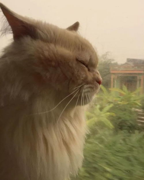 (带猫包坐火车去旅行:猫咪可以乘坐火车吗)带猫包坐火车去旅行：猫咪可以乘坐火车吗？