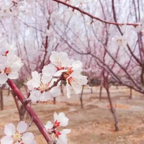 (缤纷乐园玩法说明)乐缤纷庄园合成攻略：图文详解带你玩转庄园乐趣