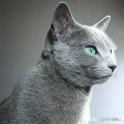 (外表高冷内心温柔的人)探讨外表高冷内心温柔的动物存在感及魅力