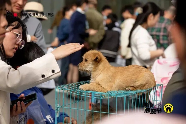 (疯狂宠物的照片)2024年疯狂宠物秀免费观看福利大放送，惊喜连连，别错过！