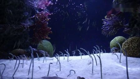 (沉默的小鱼儿)探寻沉默小鱼传奇：海底珍珠的秘密与传说传承