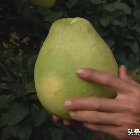 全新葫芦兄弟甜甜系列：欢乐亲子时光，甜甜与小伙伴们的新冒险旅程