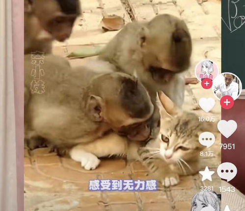 (猴子很忙猫咪值得培养吗)猴子很忙猴子猫咪仓鼠：它们之间的生动故事和有趣互动