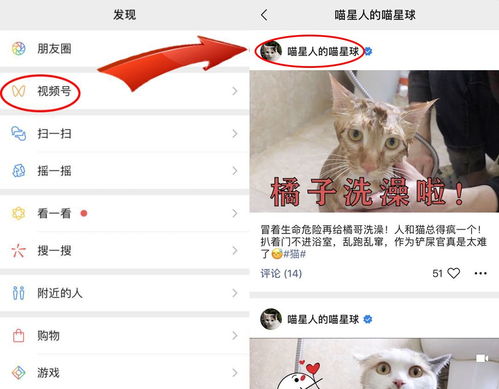 (遇见喵星人百科)遇见喵克斯官网iOS和安卓版本，探索猫咪世界的乐趣