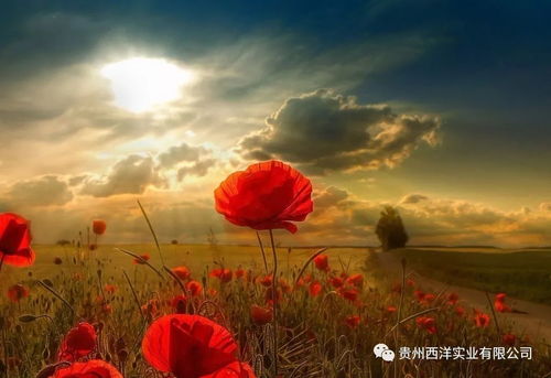 (前进的路程)前进之路，距离成功还有多远？只需九步，即可征服挑战