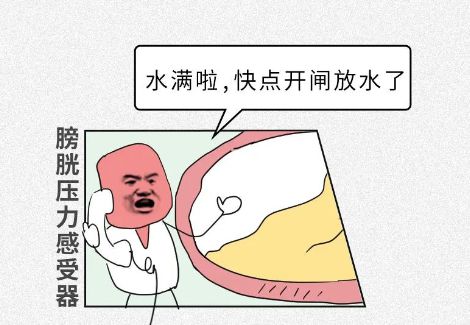 (小便刺痛有尿意尿不出来)小便有刺痛感还感觉尿不干净？可能是肾感染引起的炎症所致