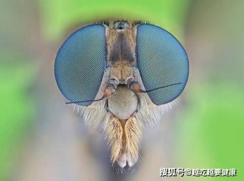 跳跳鱼世界之苍蝇：探索生态平衡的重要性和细微生物对大自然的影响