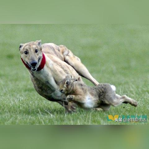 边际猎人手机版下载：探索未知世界，挑战自己极限，尽在手机游戏中！