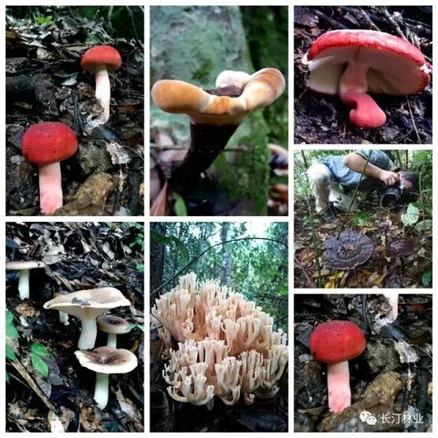 (绿梦生态园的介绍)绿梦生态园：探寻自然之美，体验生态之乐，享受绿色梦想之旅