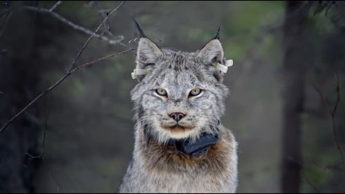 (猫野外图鉴:探索猫科动物的生态与行为)猫野外图鉴：探索猫科动物的生态与行为