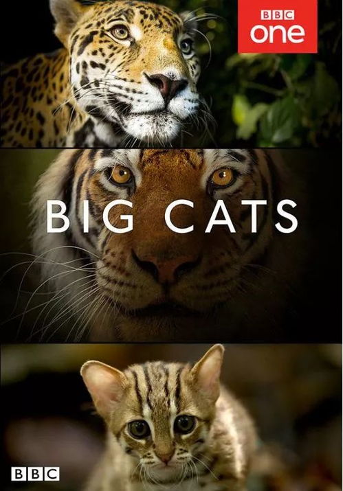 (猫野外图鉴:探索猫科动物的生态与行为)猫野外图鉴：探索猫科动物的生态与行为