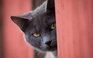 猫灵相册单机纪念版：捕捉每一个猫咪瞬间的独特体验与回忆之旅
