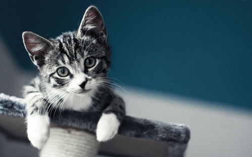 猫灵相册单机纪念版：捕捉每一个猫咪瞬间的独特体验与回忆之旅